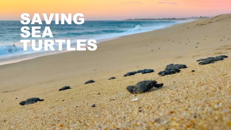 Saving Sea Turtles